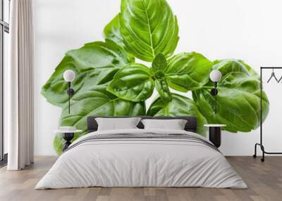 Fresh green basil leaves isolated on white background. Wall mural