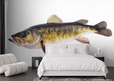 Lake fish, zander isolated on a white background, aquatic animal Wall mural