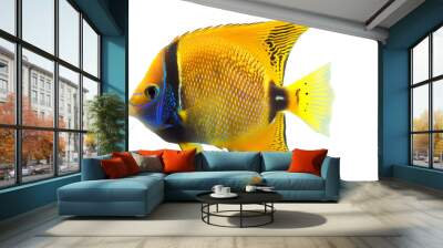 Natural angelfish on white background Wall mural