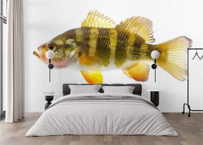 Perch river fish isolated on white background Wall mural