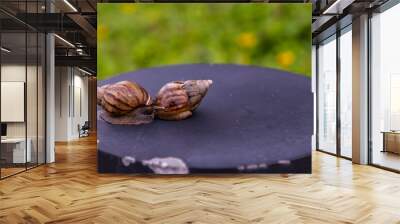 Two dark achatina snail with a brown striped shell crawling on the Black steel platform and Blurred green leaf background. The concept runs slowly, Copy space, Selective focus. Wall mural