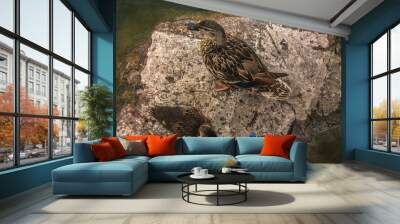 Two Mallard (Anas platyrhynchos) standing on the rock, male wild duck outside the water. Wall mural