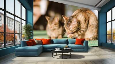 Portrait of cat licking and washing itself, cute animal and pet Wall mural