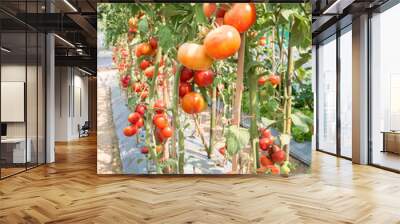 Ripe tomatoes in organic vegetable farm Wall mural