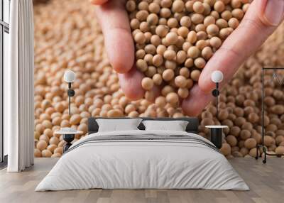 Soy bean seeds in hand and pouring Wall mural