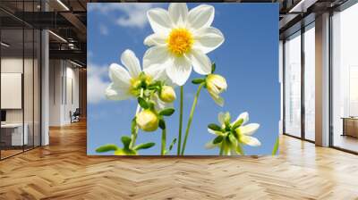 White dahlia flower on blue sky Wall mural