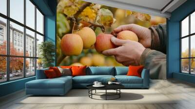 Hand-picking apples from a tree in an orchard during autumn, golden leaves in the background, harvest activity Wall mural