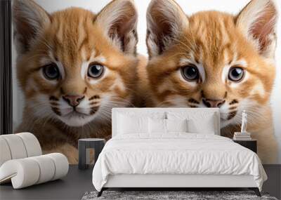 two kittens isolated on white Wall mural