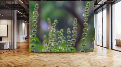 basil flower in the garden for nature background Wall mural