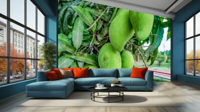 raw mangoes on the tree Wall mural