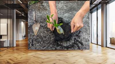 Closeup gardener hands putting adenium plants on a balck polybag, Caring of green plants outdoors, spring waking up, repotting home garden, gardening hobby blog. Wall mural