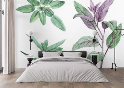 Sage, salvia. Set of leaves. Hand drawn Wall mural