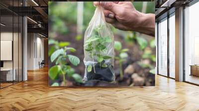 Hand holding seed tree (Bidara) in bag for planting into soil AI generated Wall mural