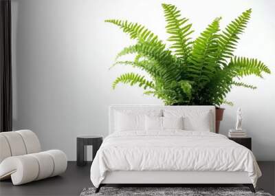 A potted fern plant with lush green fronds. Wall mural