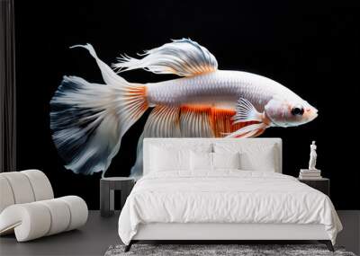 minimalist white mix orange Betta Fish, dark black background Wall mural