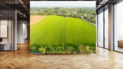 Drone high angle shot of the large green rice fields on the land and close to the village. Ready to harvest in the rice harvest season, farmers in Asia are doing agriculture in Thailand. Wall mural