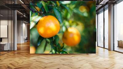 ripe oranges fruit hanging on the tree in orange plantation Wall mural