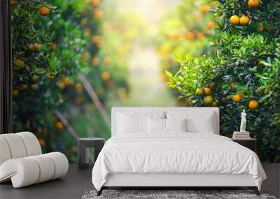 ripe oranges fruit hanging on tree in orange plantation garden Wall mural