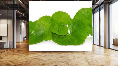 Closeup leaf of Gotu kola, Asiatic pennywort, Indian pennywort on white background, herb and medical concept, selective focus Wall mural