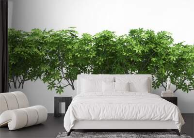 3d Render Brush Tree Isolated  on white Wall mural