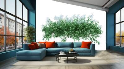 3d Render Brush Tree Isolated  on white Wall mural