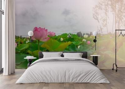 beautiful pink lotus flower in blooming at sunset Wall mural