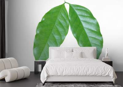 closeup arabica coffee leaf Wall mural