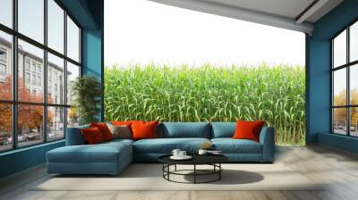 Corn on white background with clipping path Wall mural