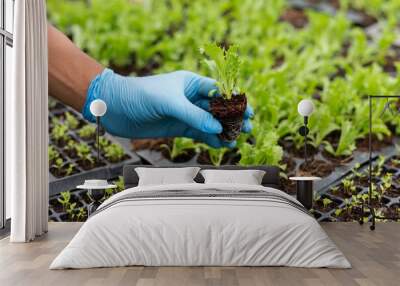 Close up of a man hands gardening lettuce in farm  . Wall mural