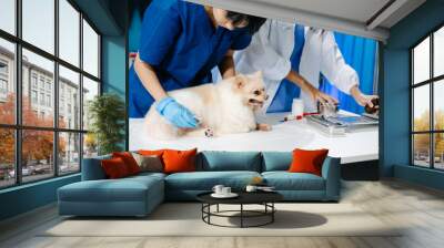 Pomeranian dog getting injection with vaccine during appointment in clinic. Wall mural