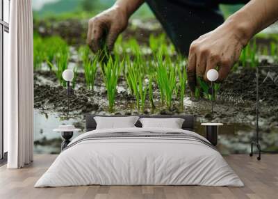 A close-up of Korean farmers' hands planting young rice in the wet, muddy fields of Angang-eup, Gyeongju-si, South Korea, with vibrant green seedlings and water reflections Wall mural