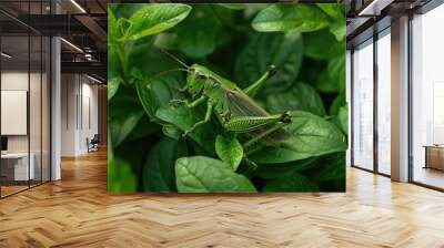 A grasshopper camouflaged among the green leaves of a garden. Wall mural