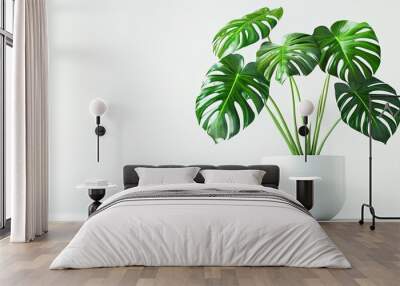 Close-up of Monstera deliciosa leaves in a white ceramic pot on a clean white background. The leaves' natural holes are prominently displayed in a modern, minimal style. Wall mural