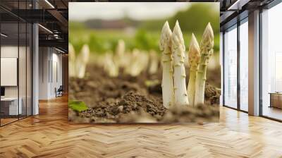 Close-up of white asparagus spears breaking through the ground in a springtime field, ready to be harvested, with the farm landscape in the background Wall mural