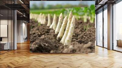 Close-up of white asparagus spears emerging from the soil on a farm, a perfect spring harvest scene with the field extending into the background Wall mural