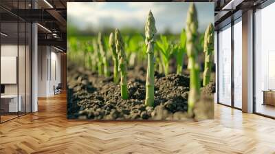 Fresh green asparagus stalks growing in neat rows, the young shoots pushing through the soil under the warmth of the sun. Wall mural