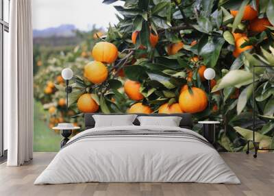 oranges on tree Wall mural