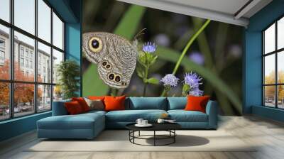 Butterfly, Butterflies feed on purple flower, Common Five-ring ( Ypthima baidus ) Wall mural