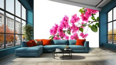 Bougainvillea  isolated Wall mural