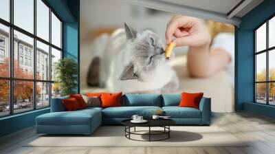 Feed your dog and cat. High quality photo Wall mural