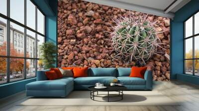 Cactus in the desert for background. Wall mural