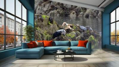 Grey seals, Firth of Forth, Scotland Wall mural