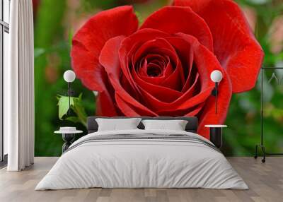 Red rose isolated and closeup Wall mural