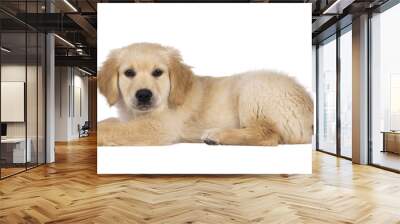 Adorable 3 months old Golden retriever pup, laying down side ways. Looking towards camera with dark brown eyes. Isolated on a transparent background. Wall mural