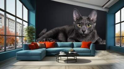 Beautiful female Korat cat, laying down side ways. Looking focussed straight to camera with yellow / green eyes. Isolated on black background. Wall mural