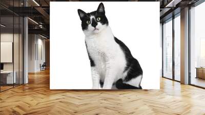 Cute black and white house cat, sitting side ways. Looking at camera with mesmerizing green eyes. Isolated cutout on trasnparent background. Wall mural