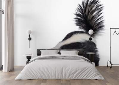 cute classic black with white stripe young skunk aka mephitis mephitis, standing side ways. looking  Wall mural