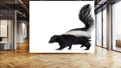 Cute classic black with white stripe young skunk aka Mephitis mephitis, walking side ways. Head up looking straight ahead with tail high up. Isolated on a white background. Wall mural