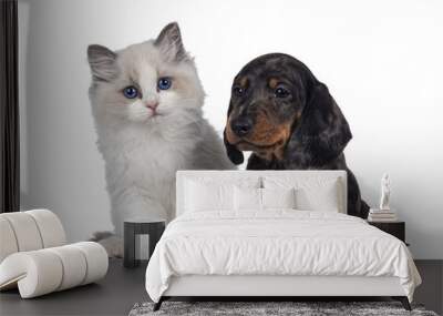 Cute Ragdoll cat kitten and Dachshund aka teckel dog pup, sitting together facing front. Looking towards camera. Isolated cutout on transparent background. Wall mural