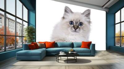 Cute tabby Sacred Birman cat kitten, laying down facing front. Looking straight to camera with breed specific blue eyes. Isolated cutout on a transparent background. Wall mural